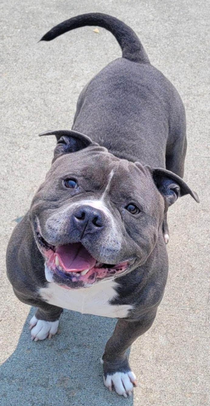 Tonka