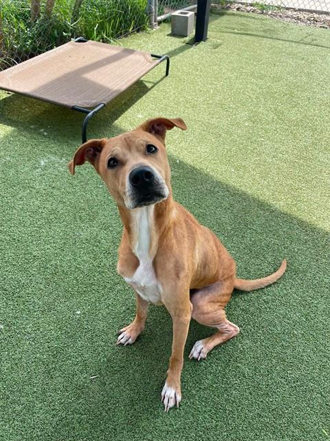 DISEL, Adoptable, Adult Male Labrador Retriever & Mixed Breed.