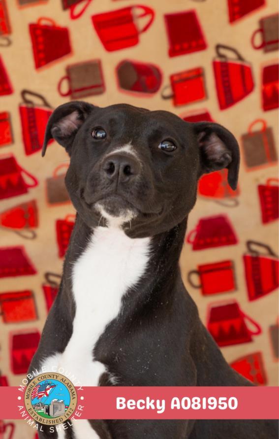 Enlarge BECKY, a Adoptable mixed breed in Mobile, AL image 1/1