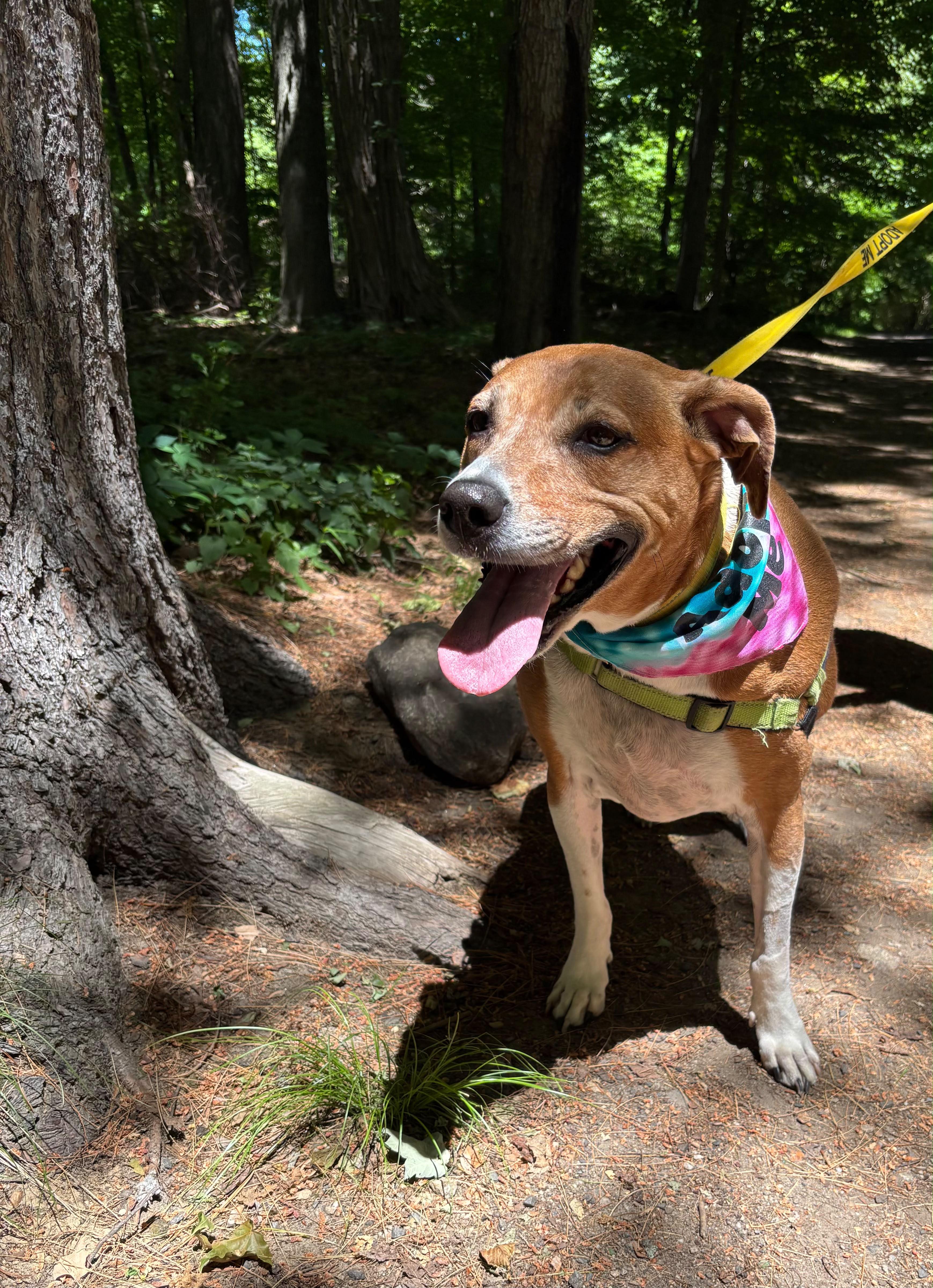 Stella, an adoptable mixed breed in Norwalk, CT image 6/6