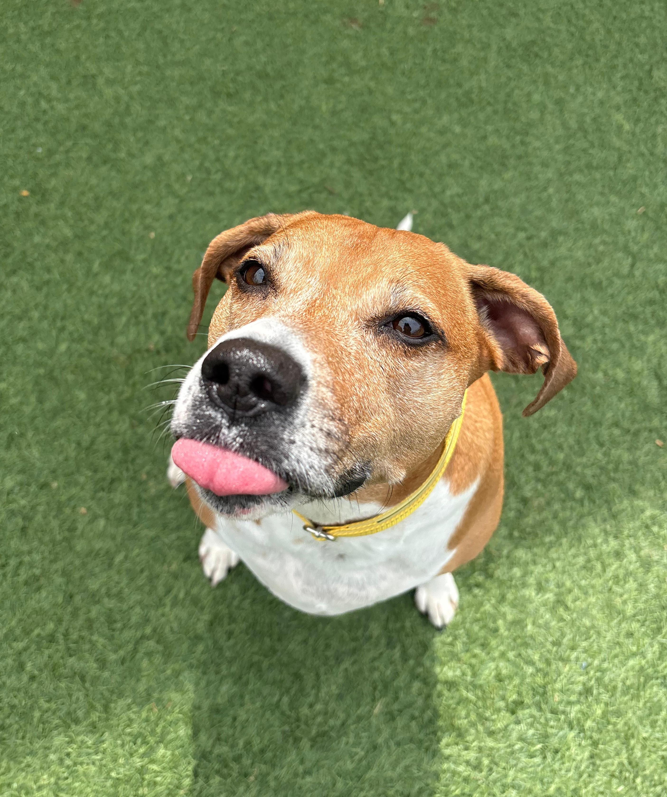 Stella, an adoptable mixed breed in Norwalk, CT image 4/6