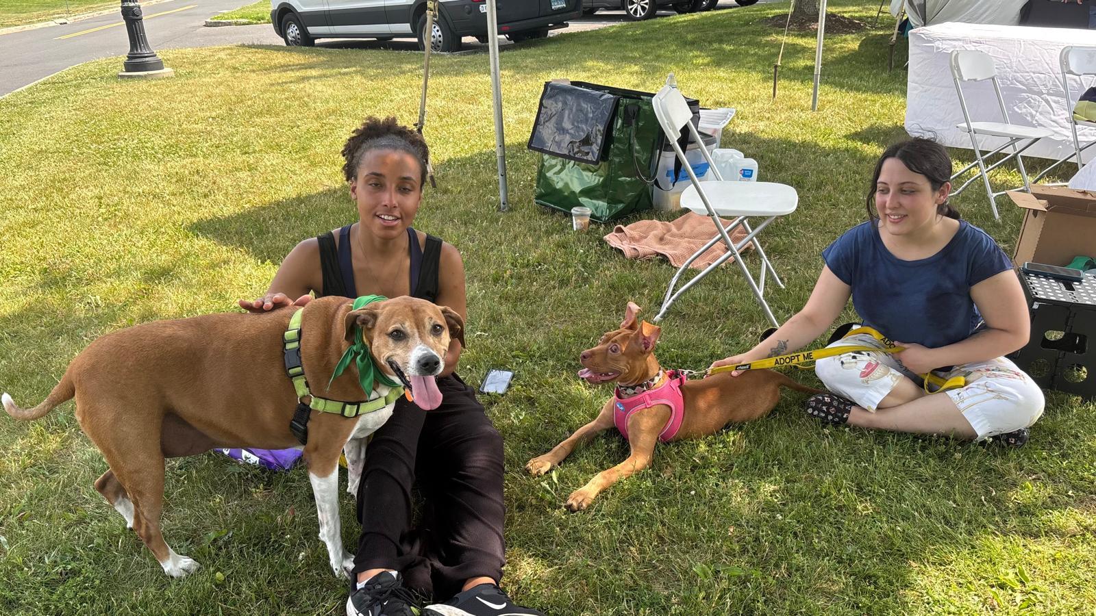 Stella, an adoptable mixed breed in Norwalk, CT image 5/6