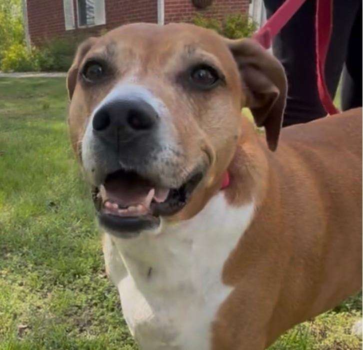 Stella, adoptable, Senior Female English Foxhound.