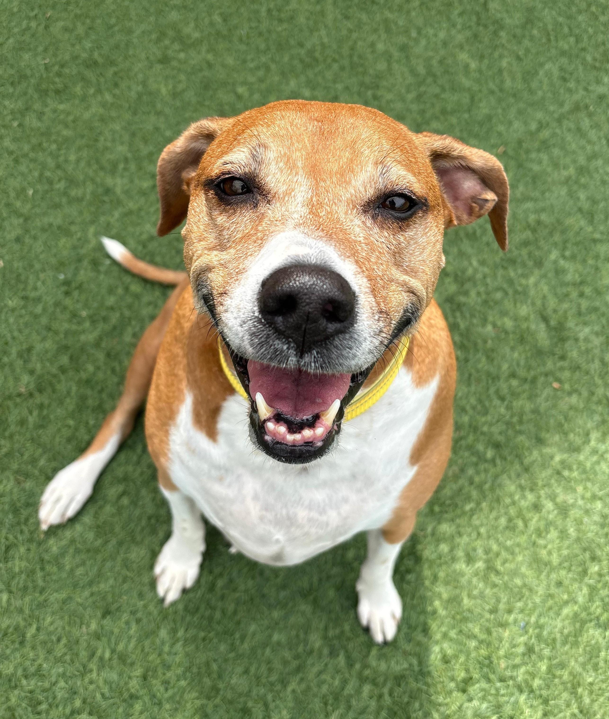 Stella, an adoptable mixed breed in Norwalk, CT image 2/6