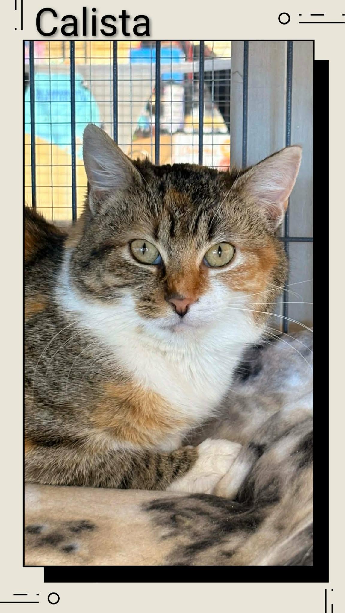 Enlarge Calista, a Adoptable Domestic Short Hair in Caistor Centre, ON image 1/1