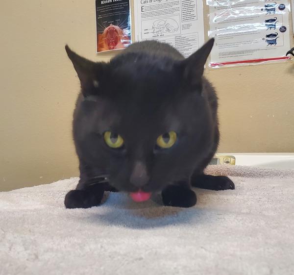 Enlarge Toby, a Adoptable mixed breed in Oceanside, CA image 1/1