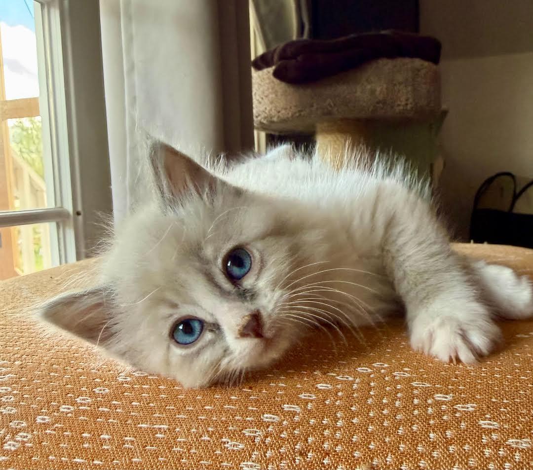 Enlarge Twister, an adopted Domestic Long Hair in Ridgway, CO image 1/1