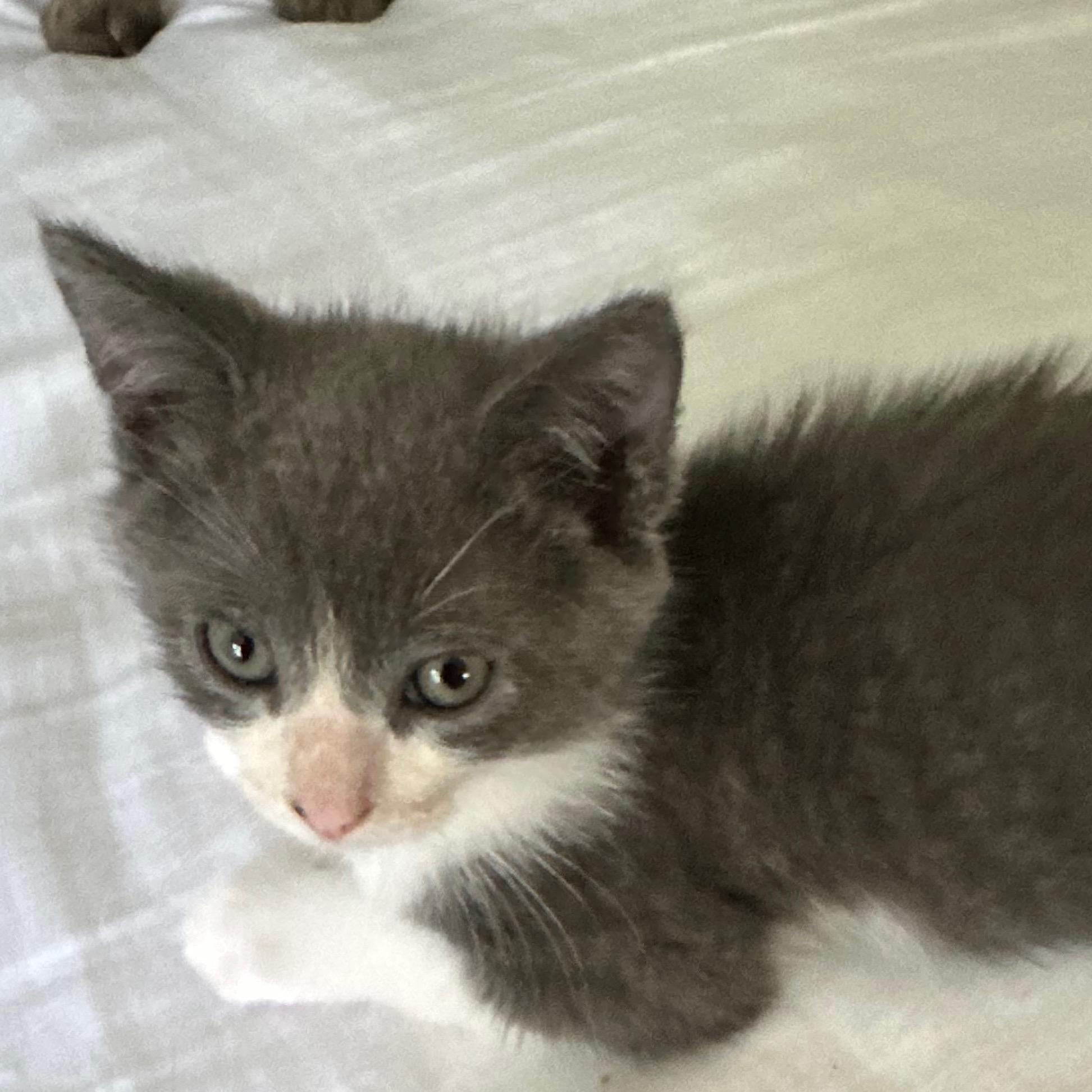Corbin Dallas, Baby Male unknown