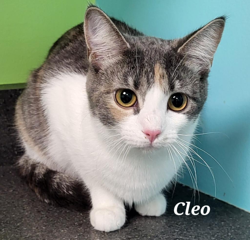Cleo, Adopted, Young Female Domestic Short Hair.