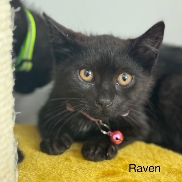 Photo of Kitten Nursery!