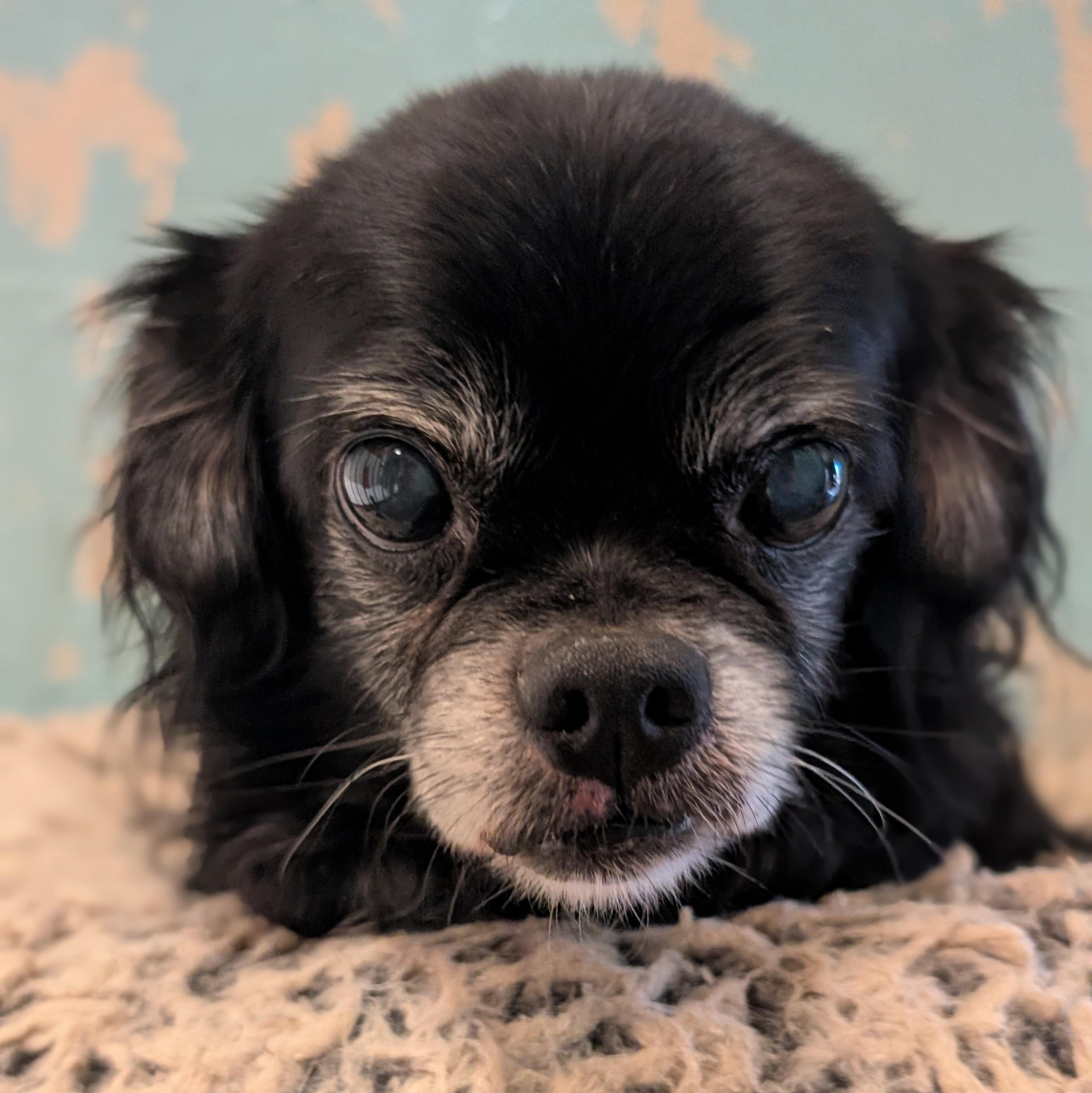 Enlarge Gerald, an adopted mixed breed in Mountain Center, CA image 1/1