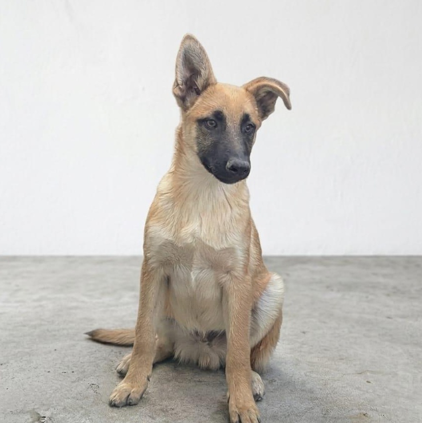 patrick , ADOPTABLE, Puppy Male German Shepherd Dog & Labrador Retriever.