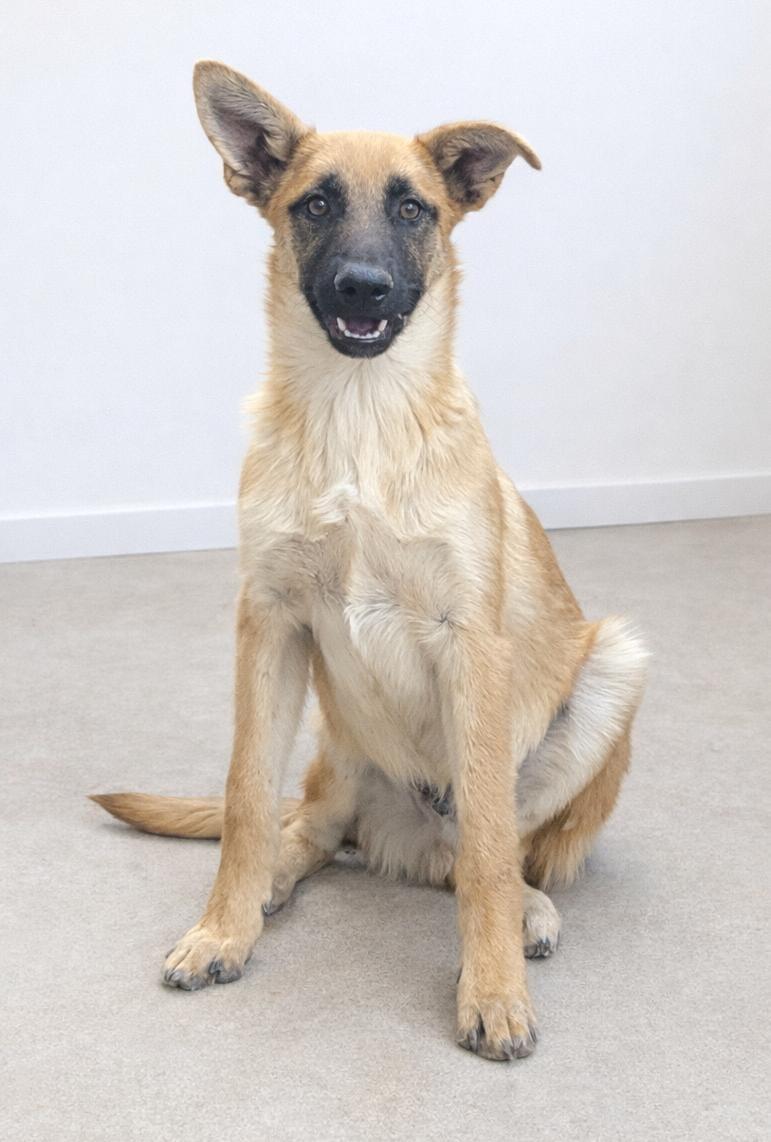 patrick , a ADOPTABLE mixed breed in Tijuana, BCN image 2/2