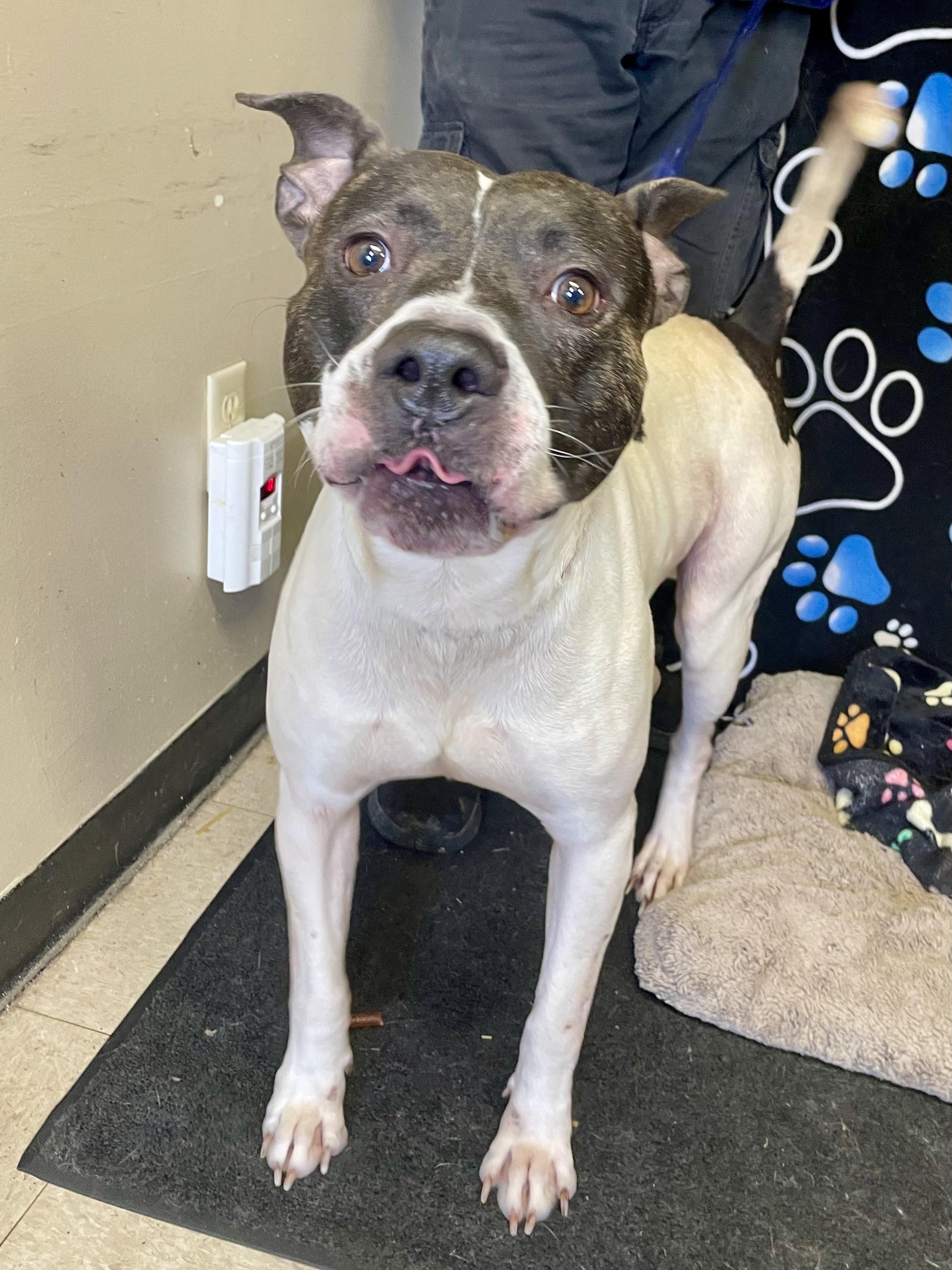 Enlarge Arnie, a ADOPTABLE Pit Bull Terrier in Washington Court House, OH image 1/5