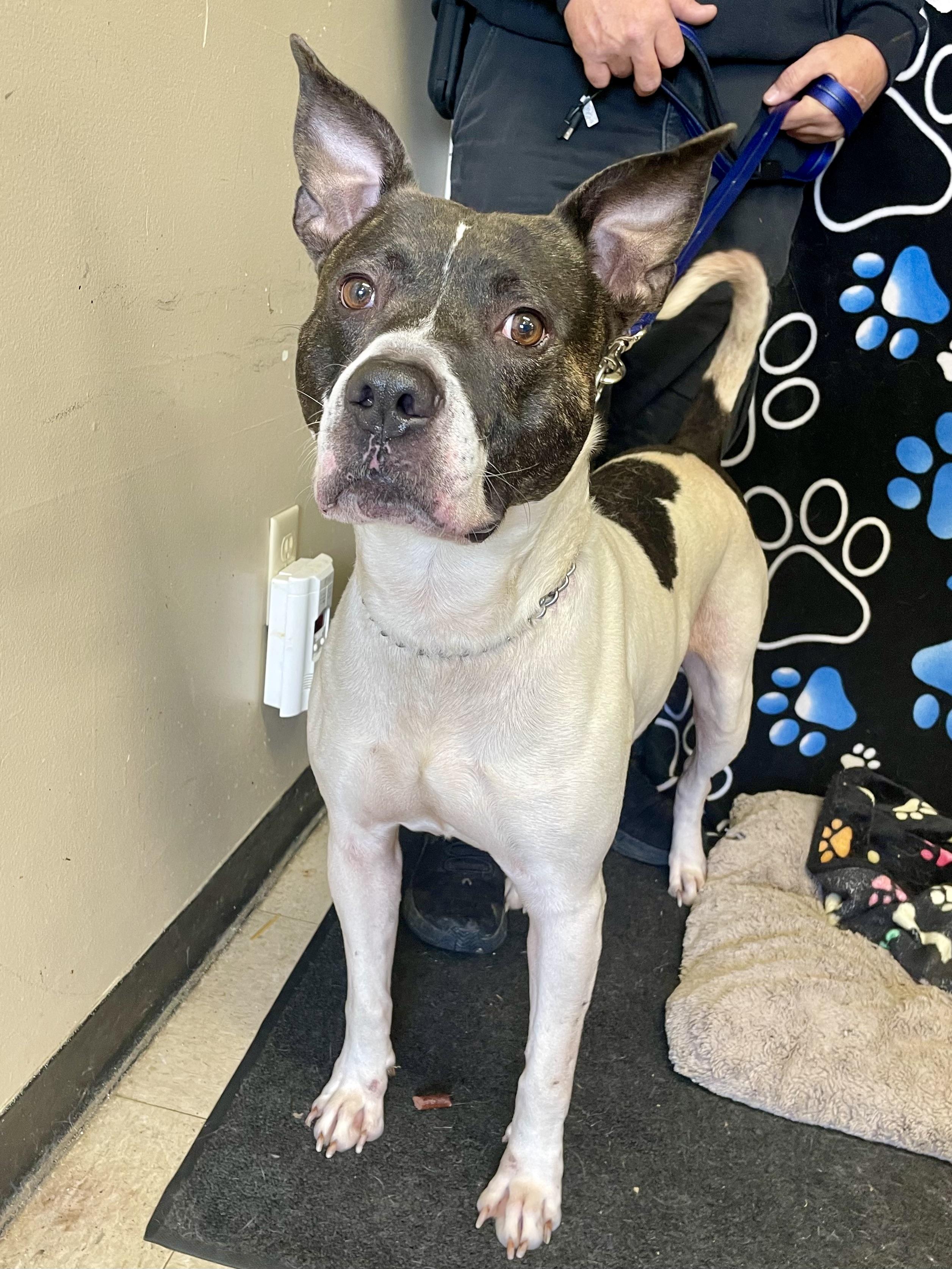 Enlarge Arnie, a ADOPTABLE Pit Bull Terrier in Washington Court House, OH image 4/5