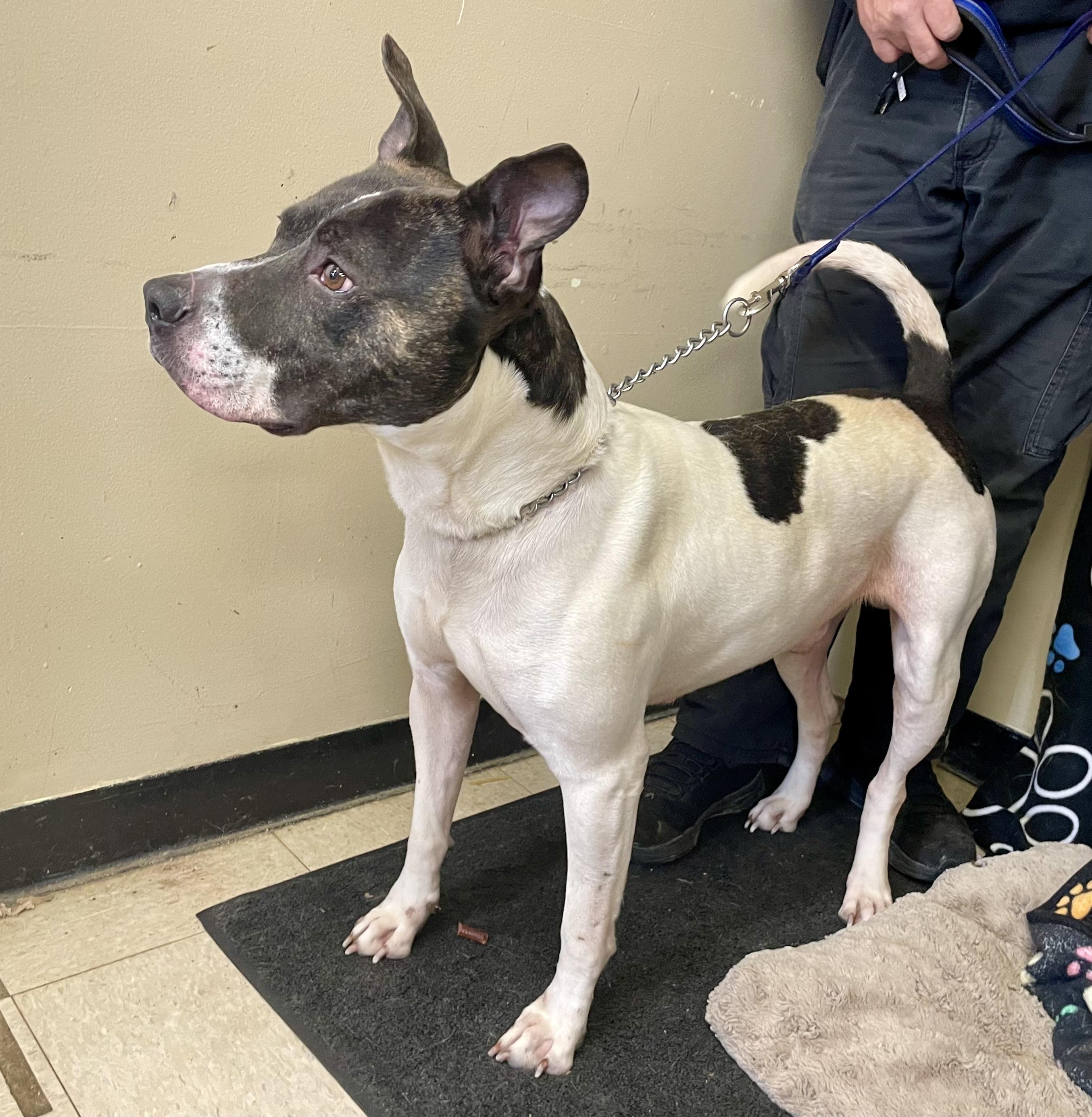 Enlarge Arnie, a ADOPTABLE Pit Bull Terrier in Washington Court House, OH image 2/5