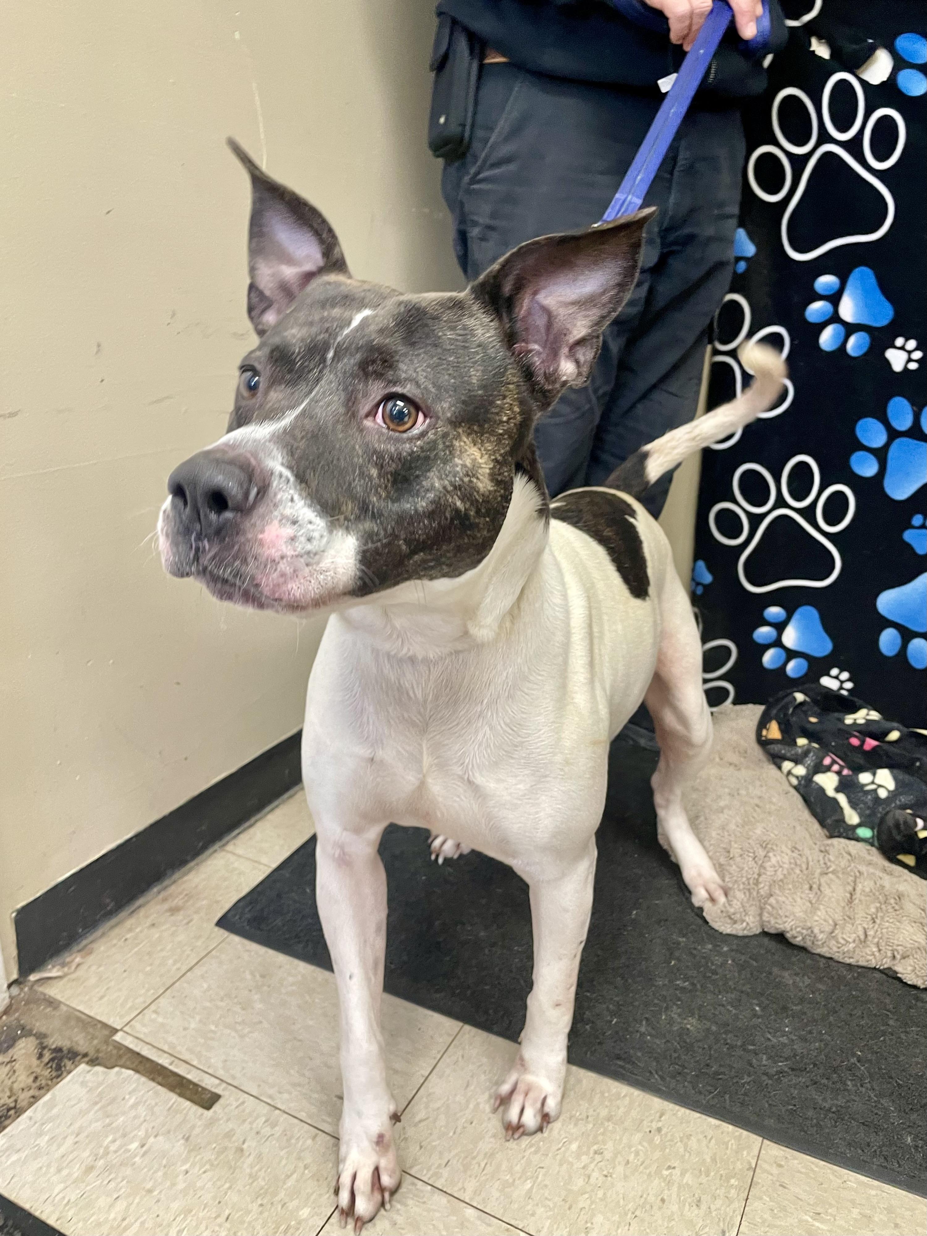 Enlarge Arnie, a ADOPTABLE Pit Bull Terrier in Washington Court House, OH image 5/5