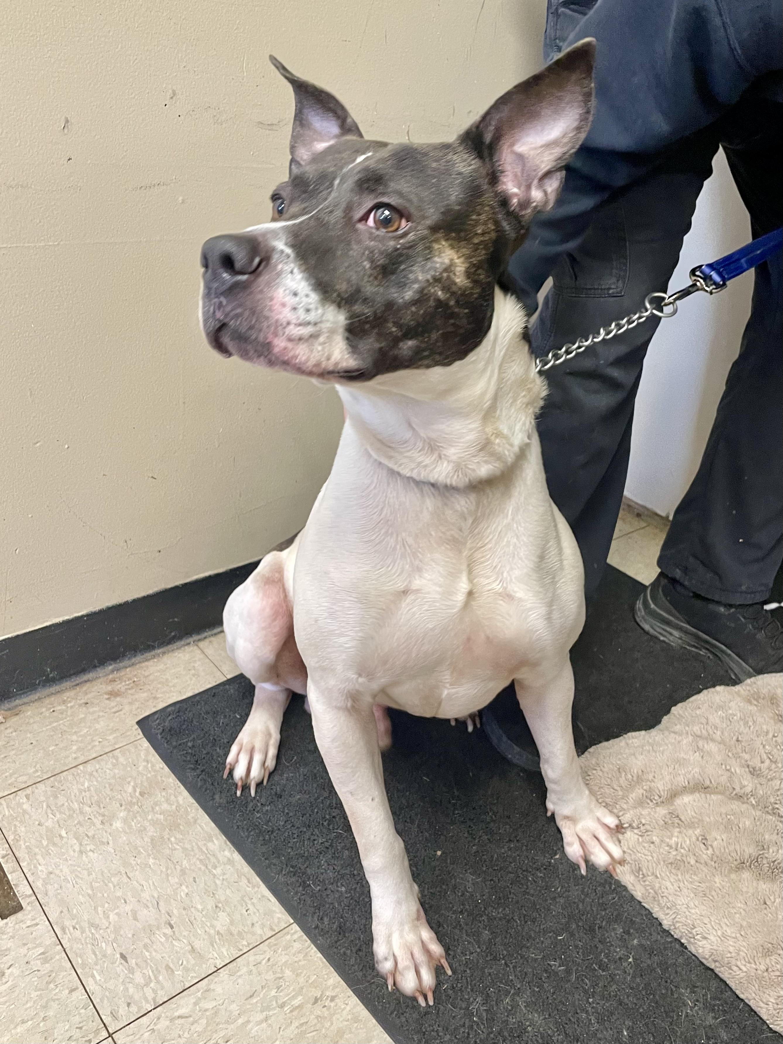 Enlarge Arnie, a ADOPTABLE Pit Bull Terrier in Washington Court House, OH image 3/5