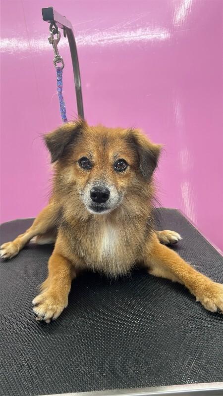 Enlarge Rusty, a Adoptable Mixed Breed in Miami, FL image 1/1
