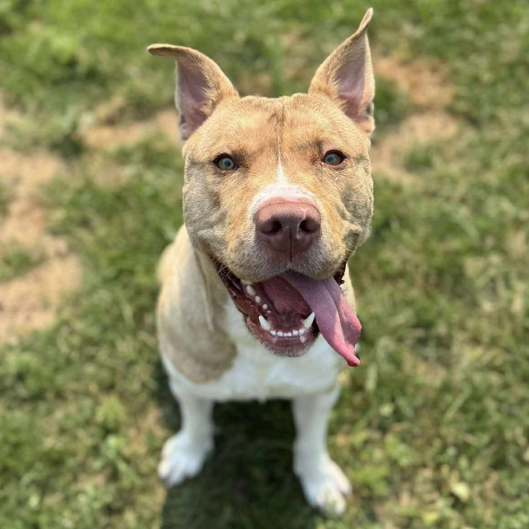 Bruno 250466, Adoptable, Adult Male Mixed Breed.