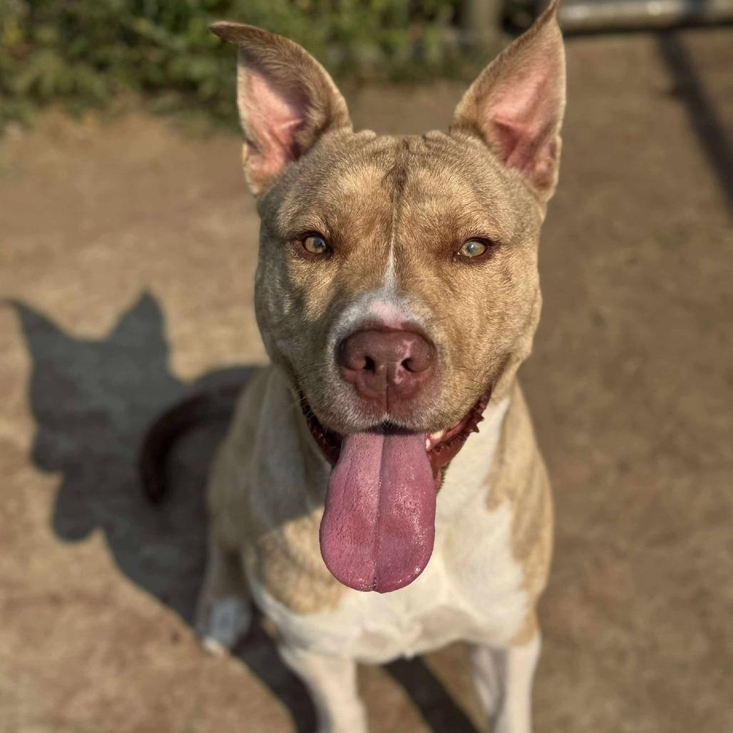 Enlarge Bruno 250466, a Adoptable Mixed Breed in Escanaba, MI image 2/6