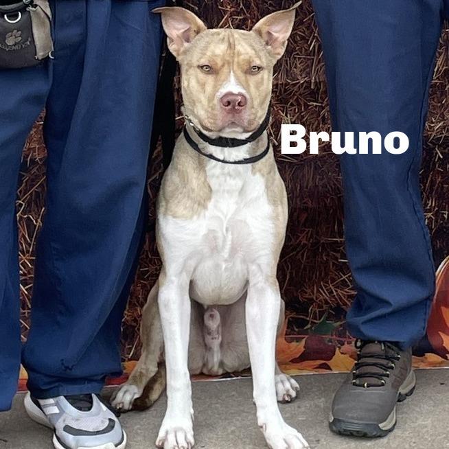 Enlarge Bruno 250466, a Adoptable Mixed Breed in Escanaba, MI image 3/6
