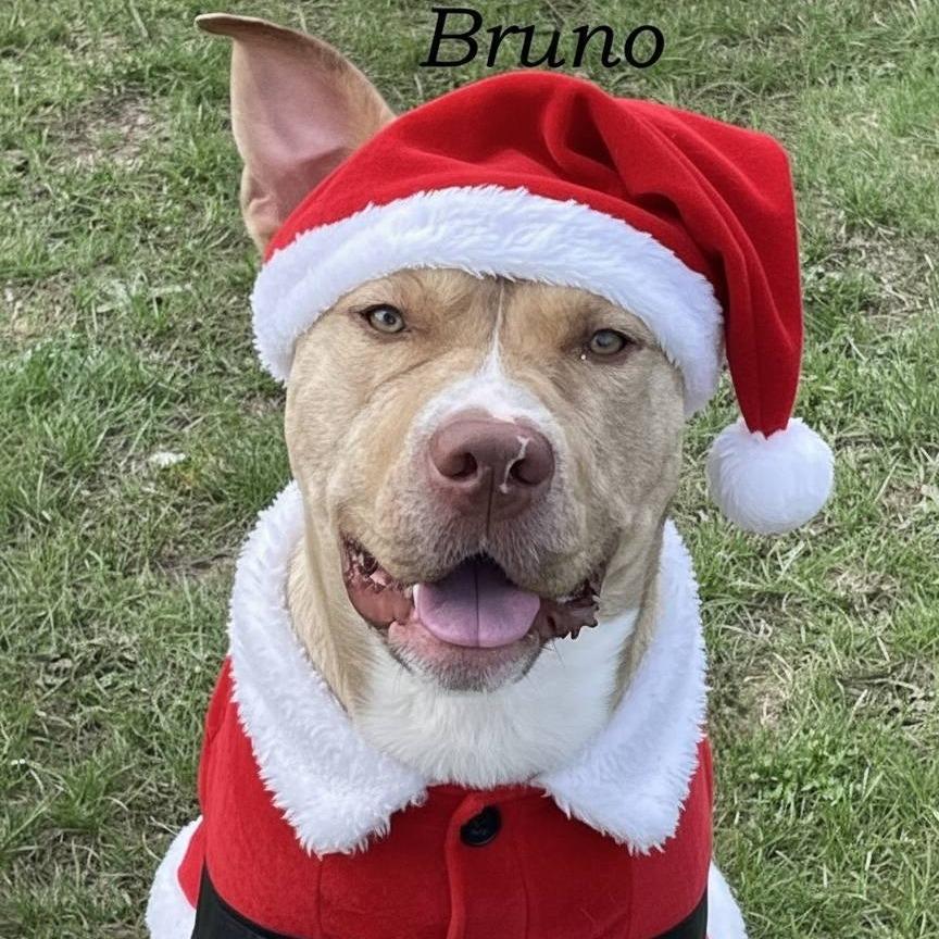 Enlarge Bruno 250466, a Adoptable Mixed Breed in Escanaba, MI image 4/6