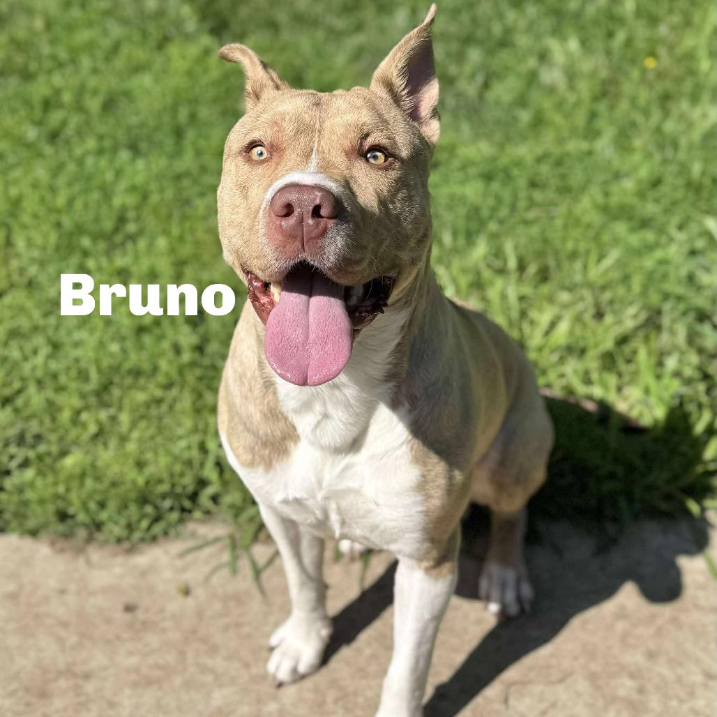 Enlarge Bruno 250466, a Adoptable Mixed Breed in Escanaba, MI image 5/6