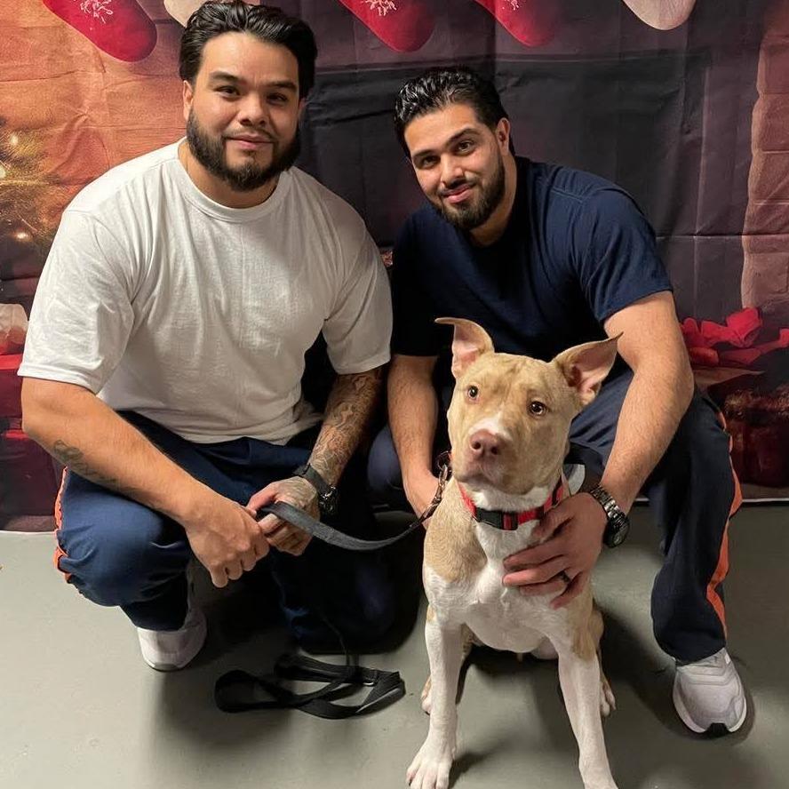 Enlarge Bruno 250466, a Adoptable Mixed Breed in Escanaba, MI image 6/6