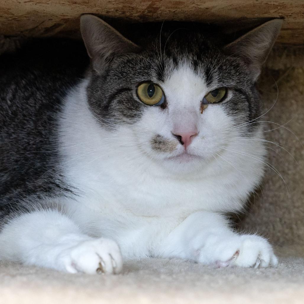 Oscar Madison, Adoptable, Young Male Domestic Short Hair.