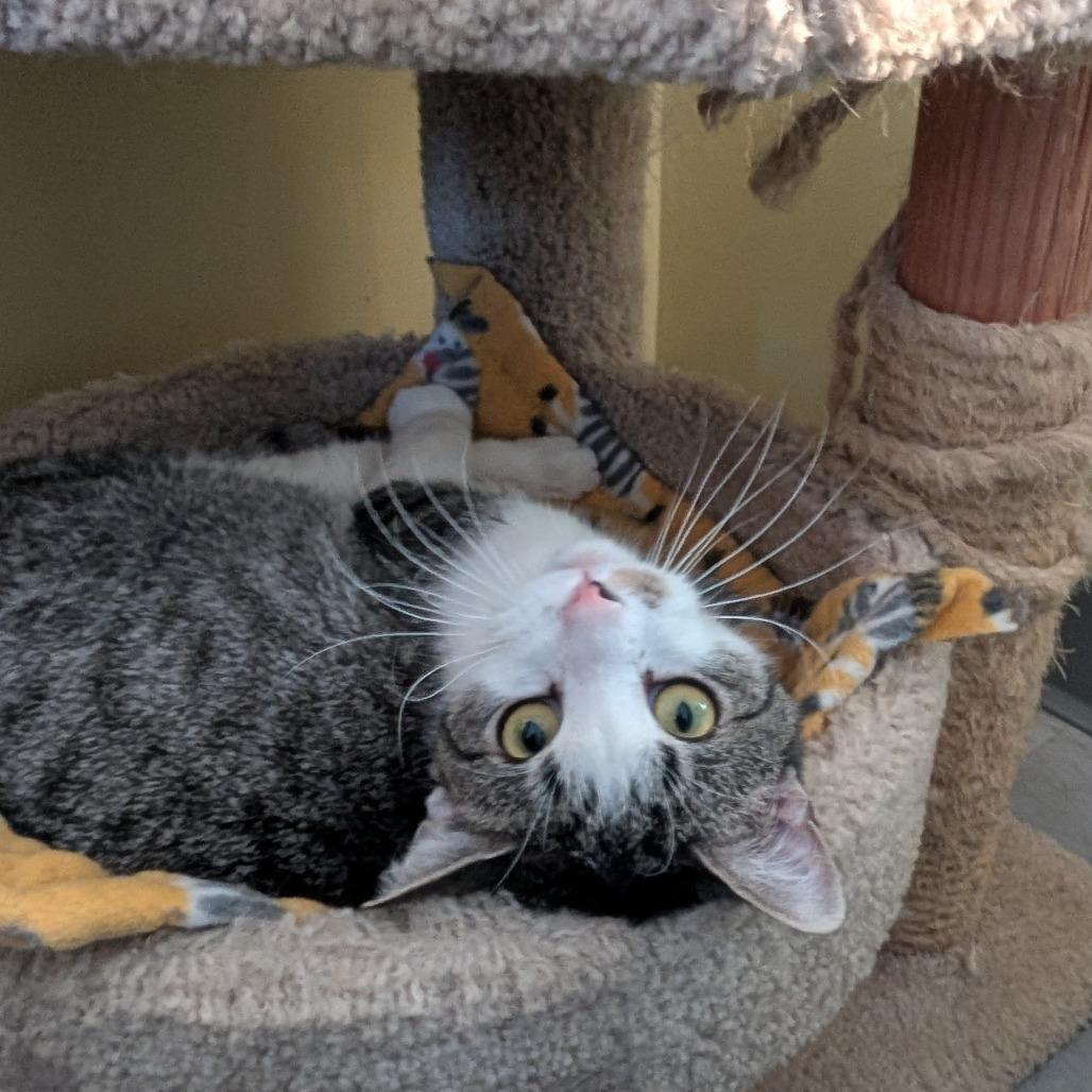 Oscar Madison, a Adoptable Domestic Short Hair in McKean, PA image 3/6