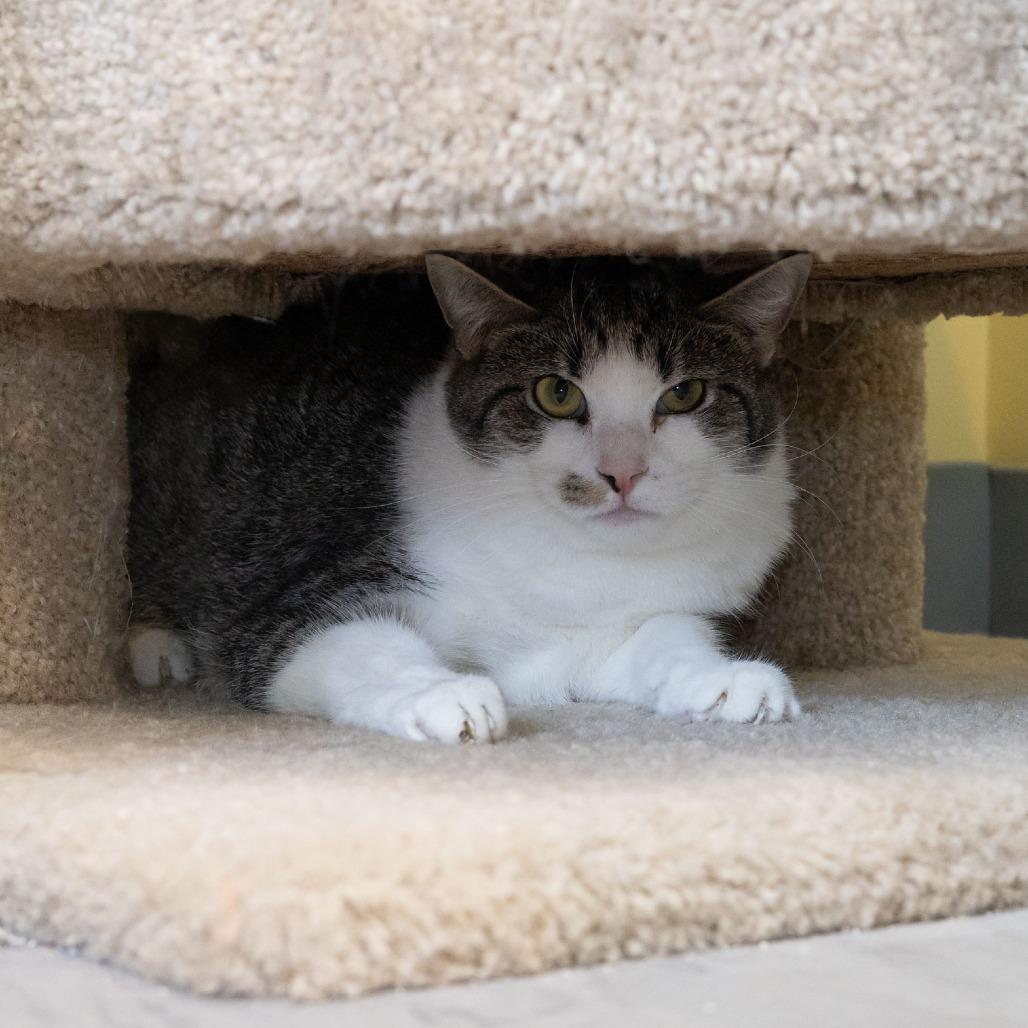 Oscar Madison, a Adoptable Domestic Short Hair in McKean, PA image 4/6