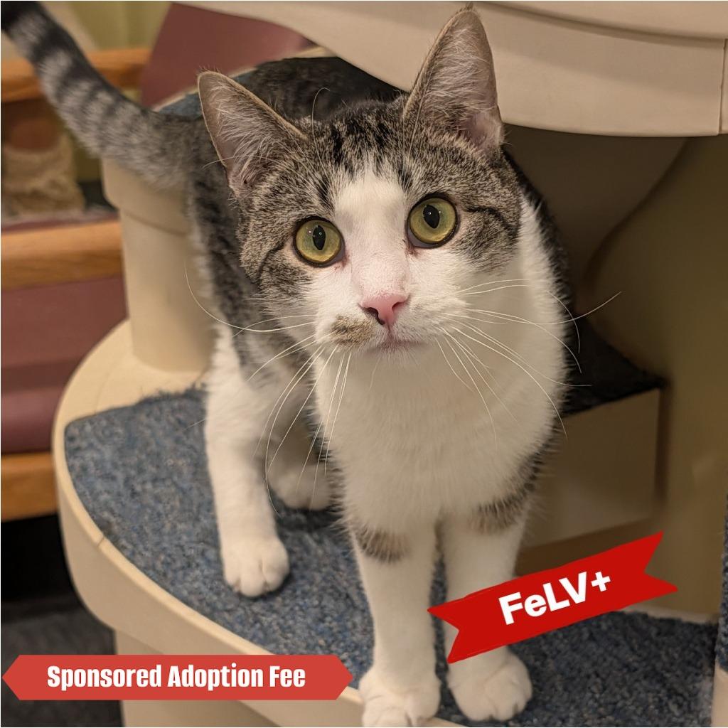 Oscar Madison, a Adoptable Domestic Short Hair in McKean, PA image 5/6