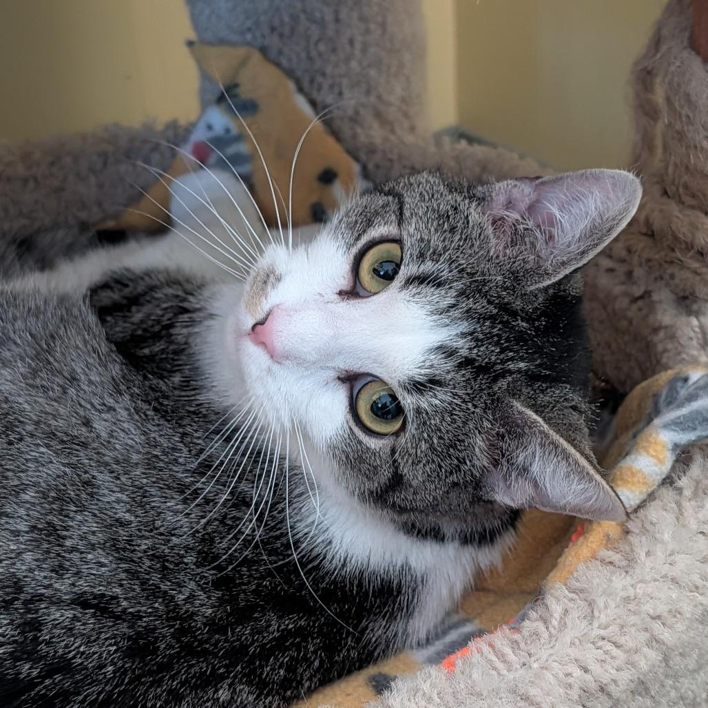 Oscar Madison, a Adoptable Domestic Short Hair in McKean, PA image 6/6