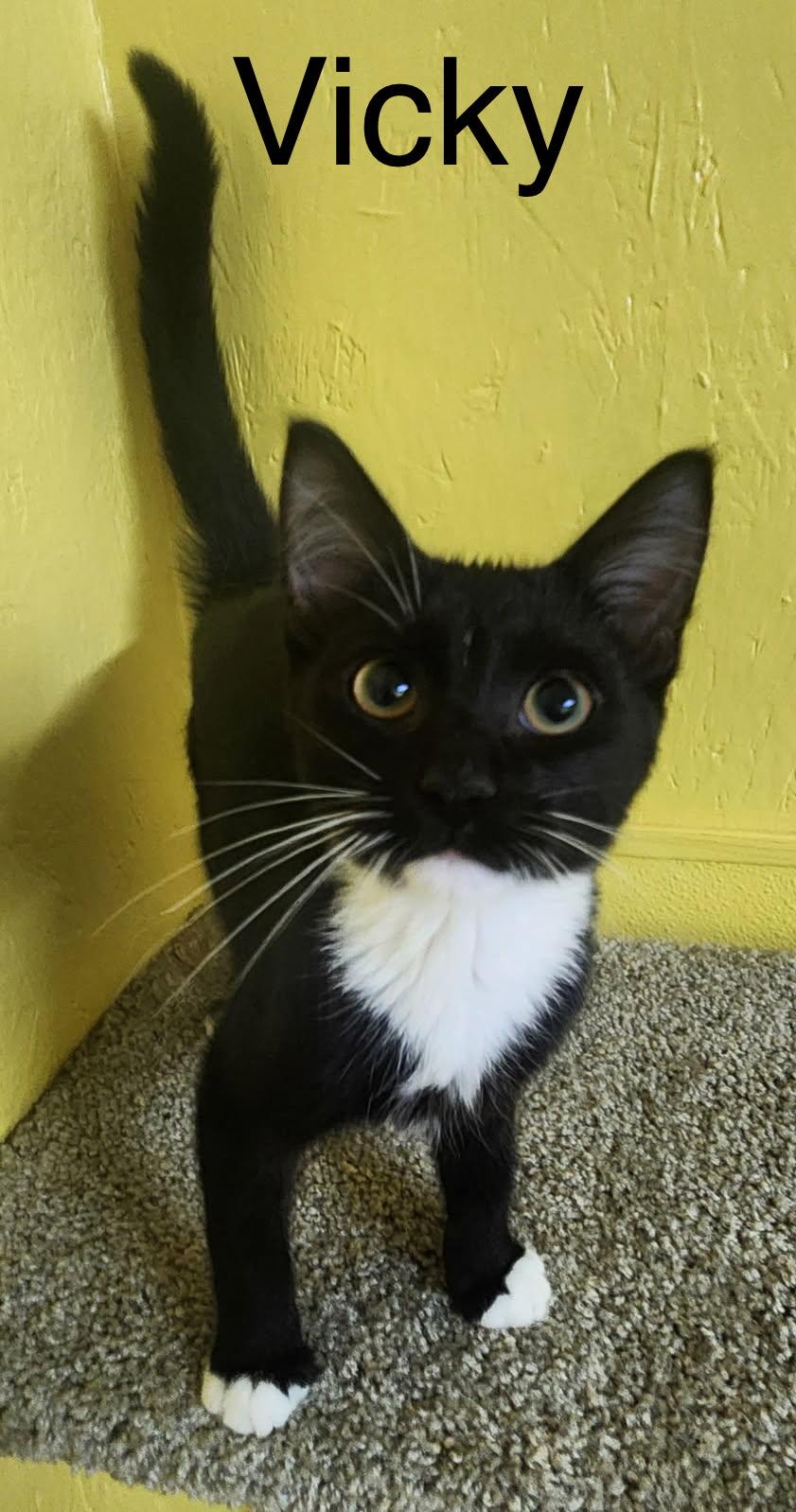 Enlarge Vicky, a Adoptable Domestic Short Hair in Jackson, GA image 1/1