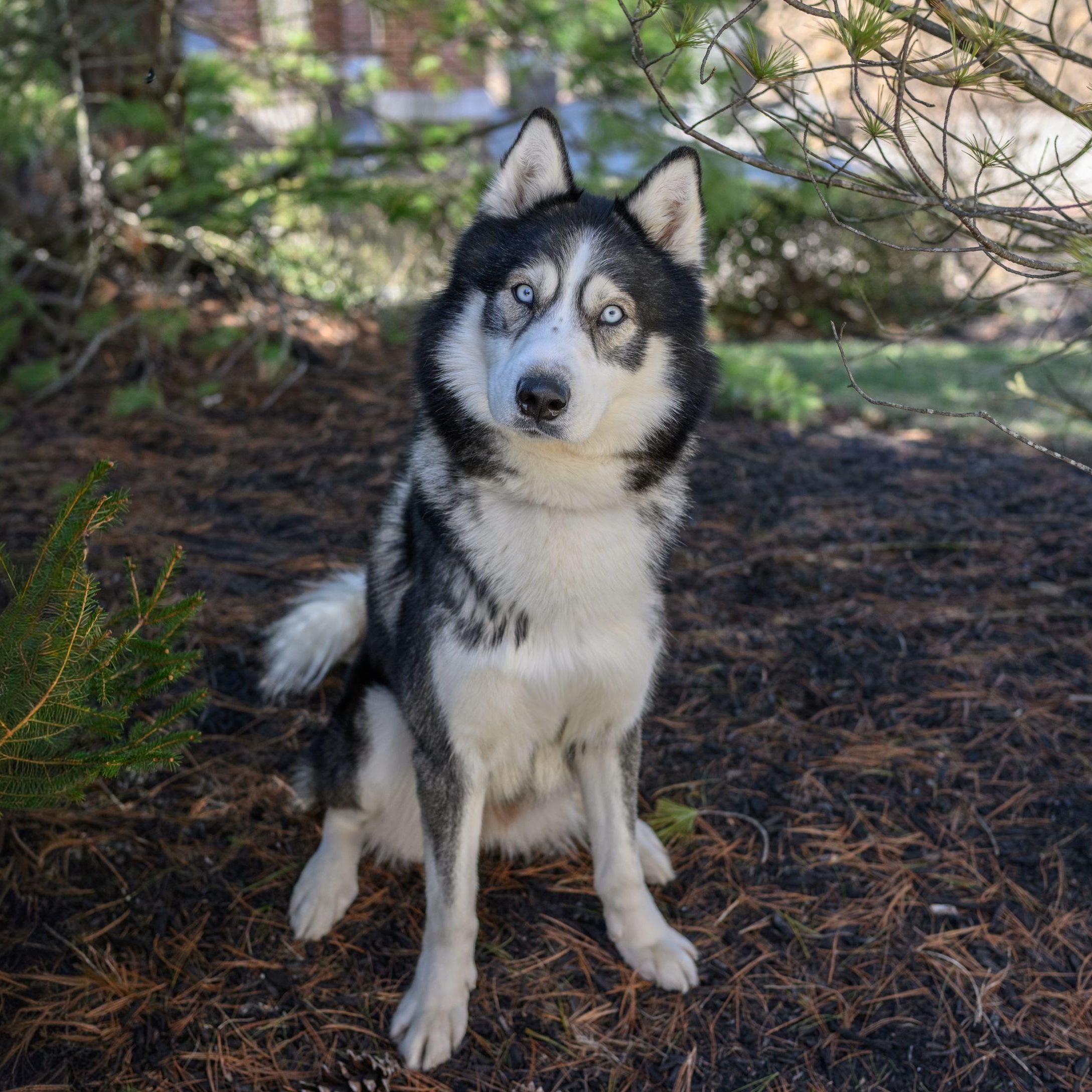 Enlarge REX, a ADOPTABLE Husky in Hamilton, NJ image 3/5