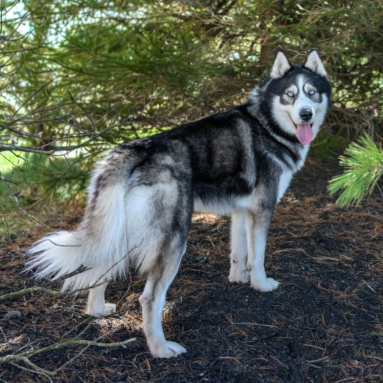 Enlarge REX, a ADOPTABLE Husky in Hamilton, NJ image 4/5