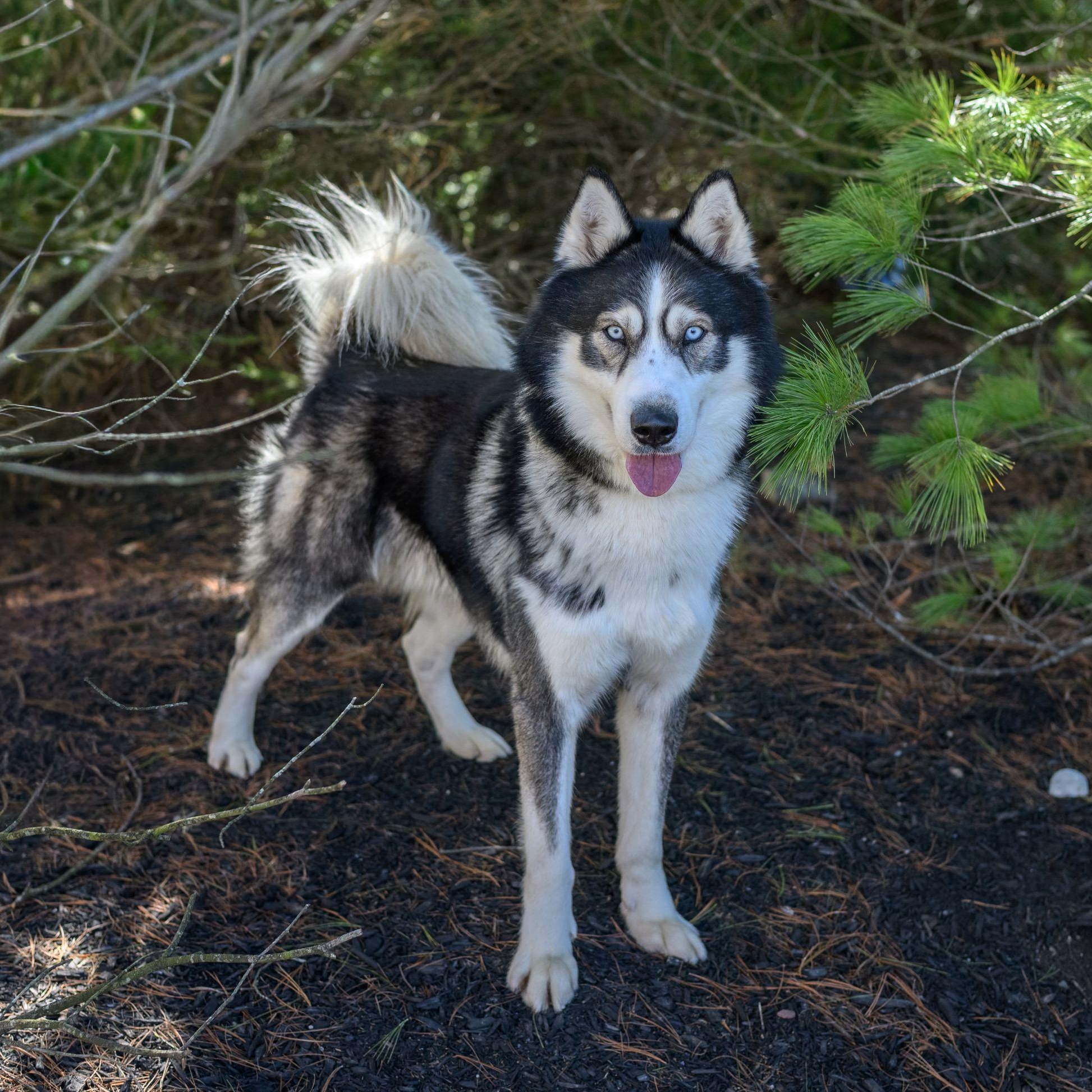 Enlarge REX, a ADOPTABLE Husky in Hamilton, NJ image 5/5