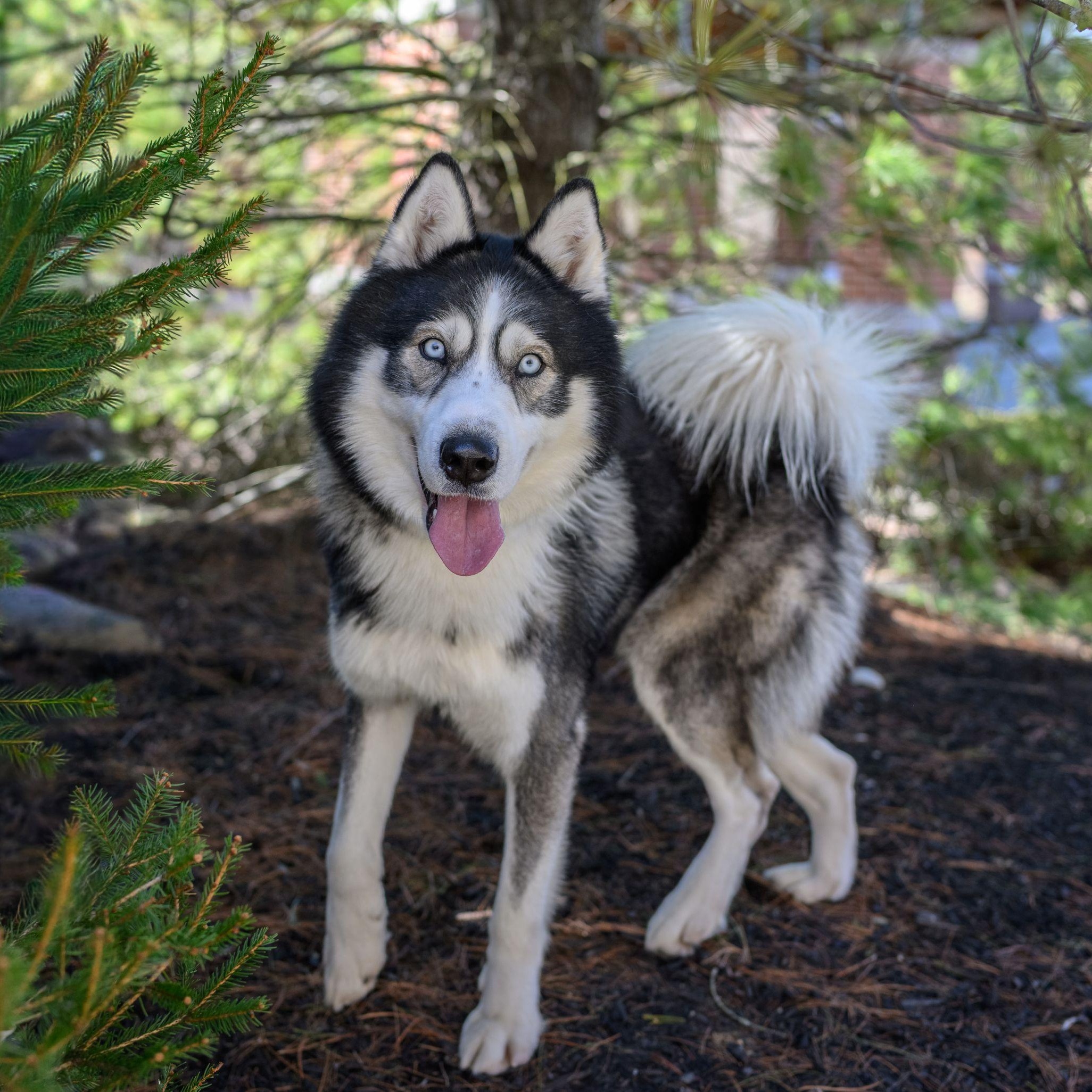 Enlarge REX, a ADOPTABLE Husky in Hamilton, NJ image 2/5