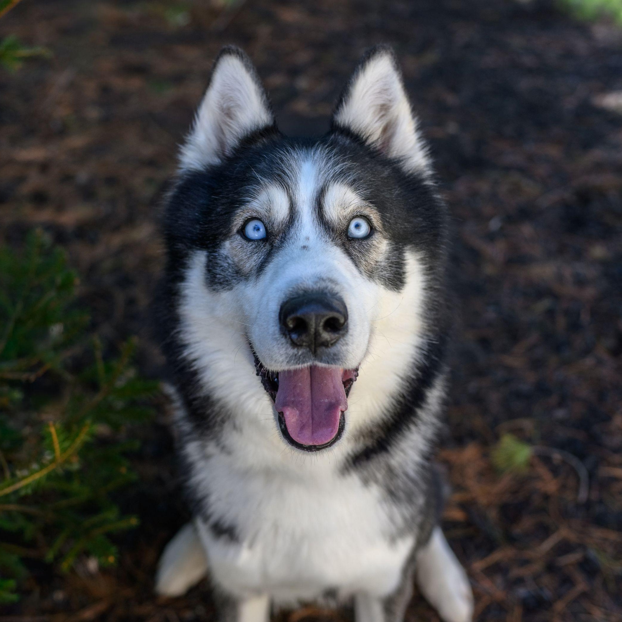 REX, ADOPTABLE, Young Male Husky.