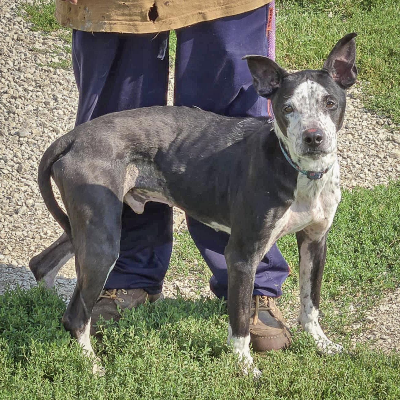 Pepperjack photo 4