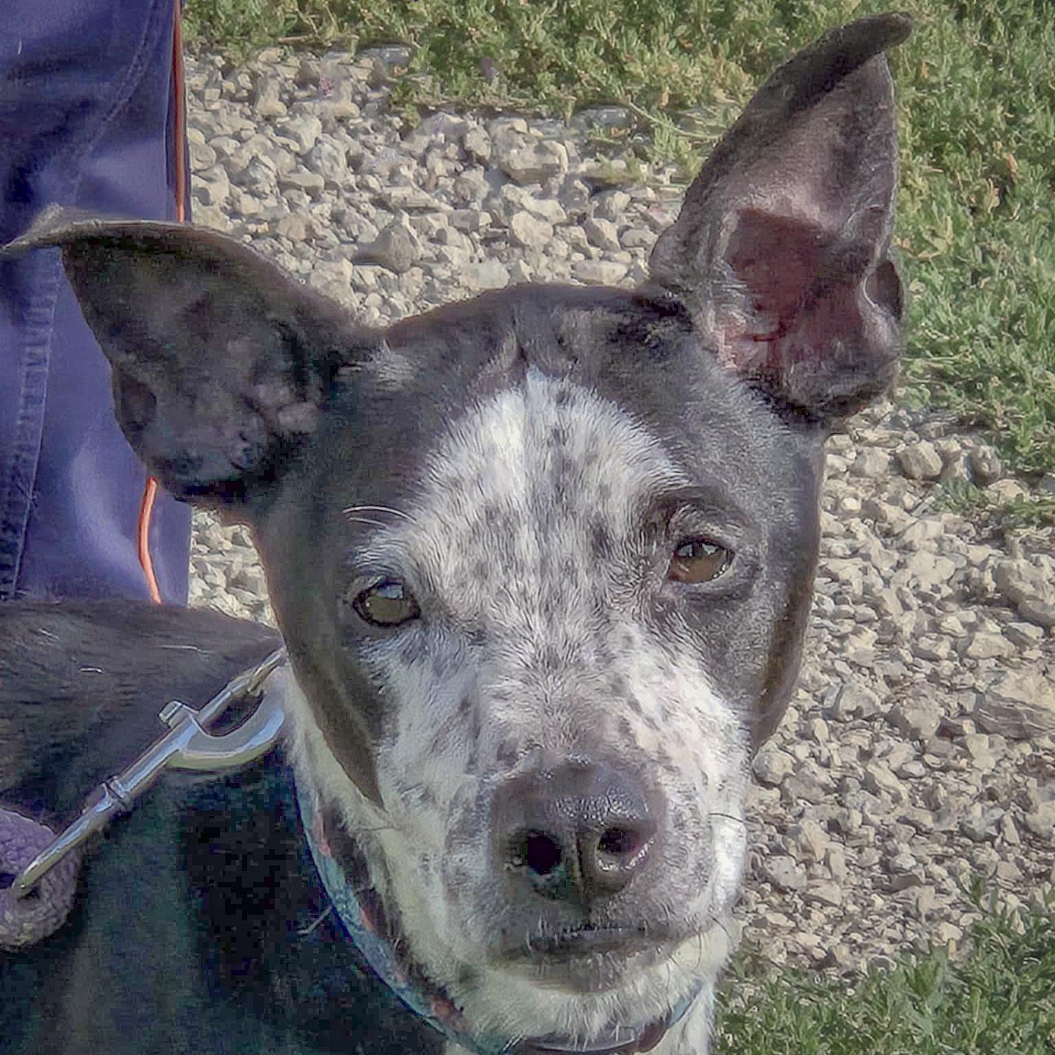 Pepperjack photo 1