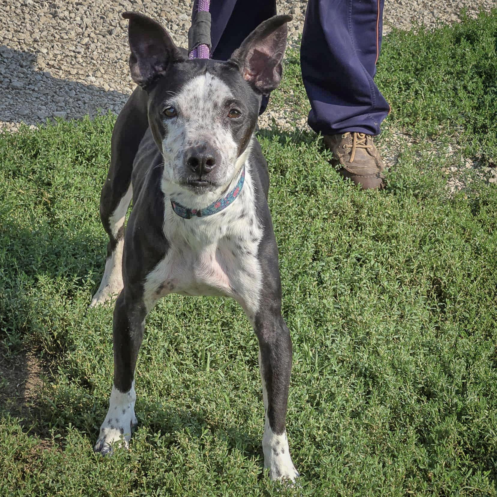 Pepperjack photo 3