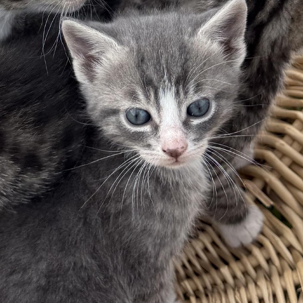 Beau, Adoptable, Kitten Male Domestic Short Hair.