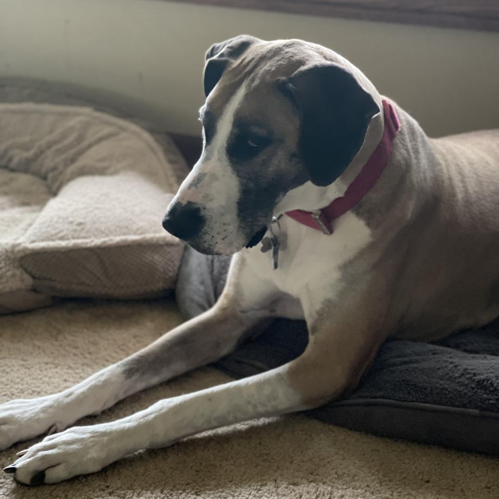 Enlarge Pandora - Home to Home, a Adoptable Great Dane in South Elgin, IL image 1/1