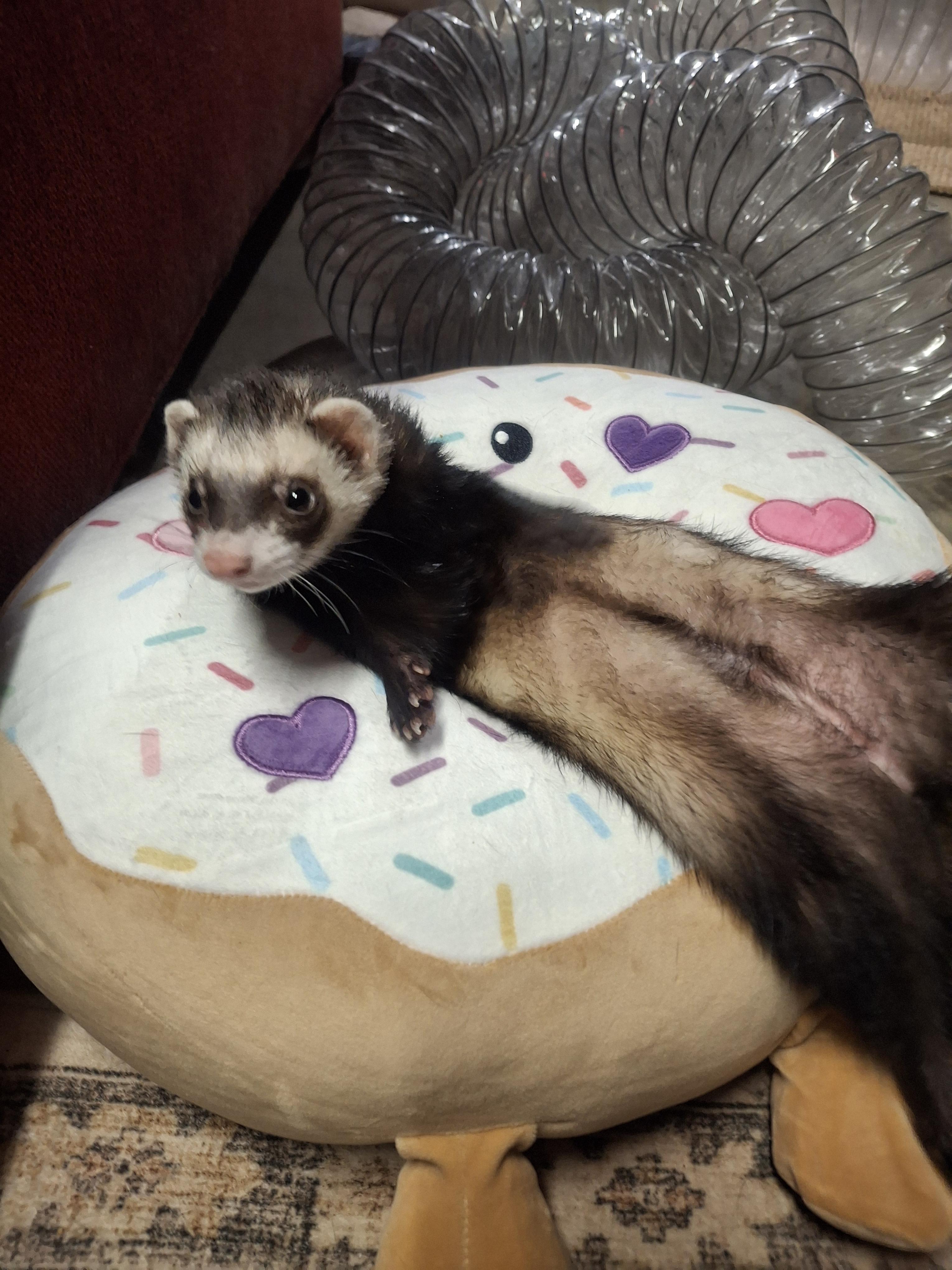 Enlarge Diego, a Adopted Ferret in Lake worth, FL image 1/1