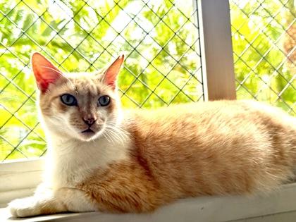 Slush Muffin, Adoptable, Adult Male Domestic Short Hair & Domestic Short Hair.