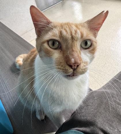 Enlarge Slush Muffin, a Adoptable mixed breed in Honolulu, HI image 2/3