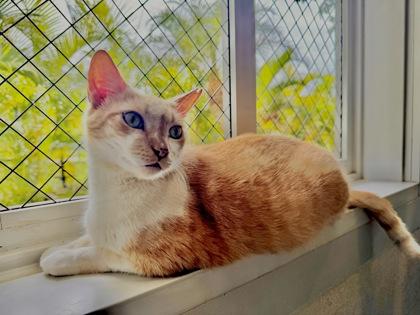 Enlarge Slush Muffin, a Adoptable mixed breed in Honolulu, HI image 3/3