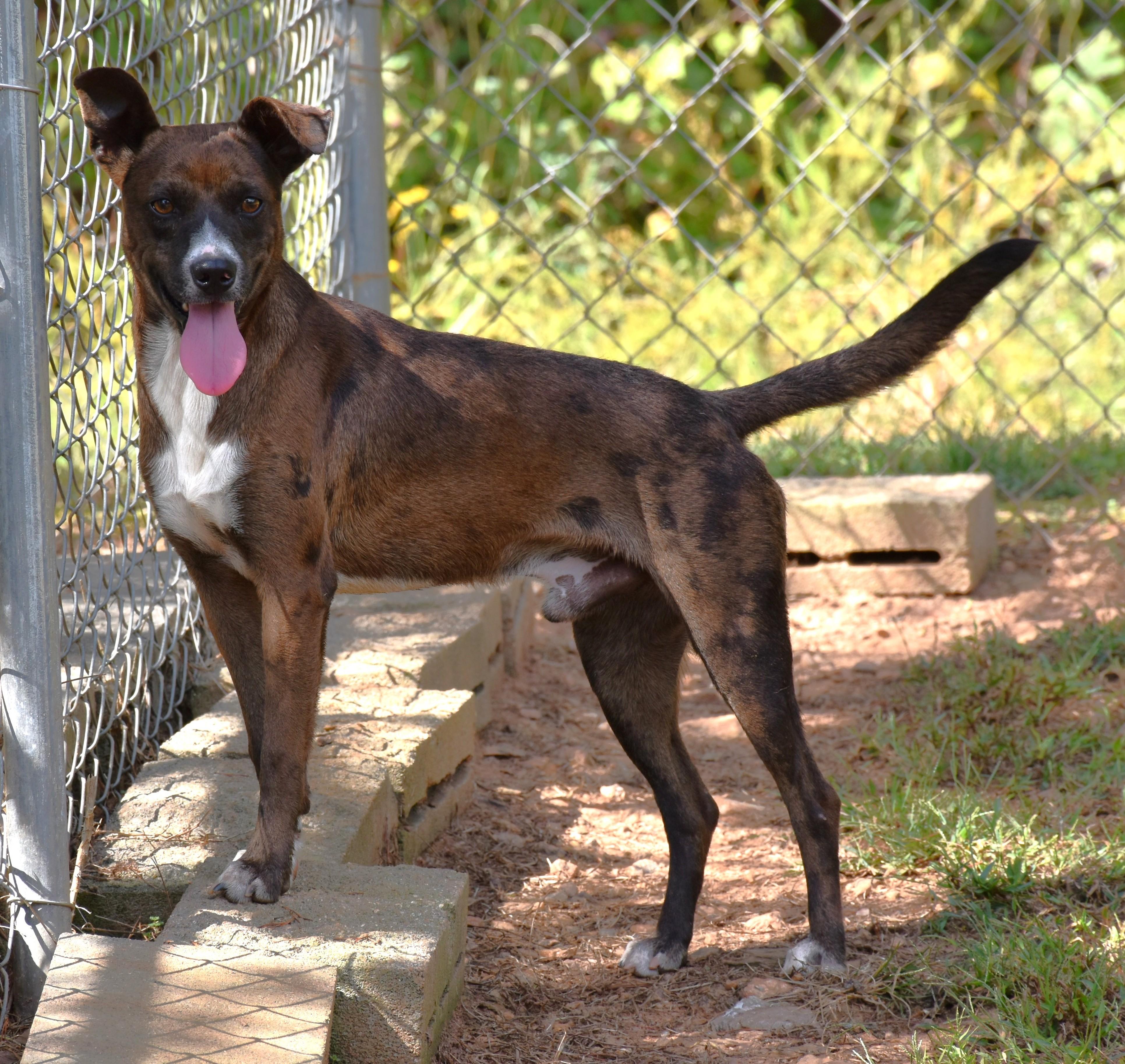 Browning, a Adoptable mixed breed in Wedowee, AL image 2/5